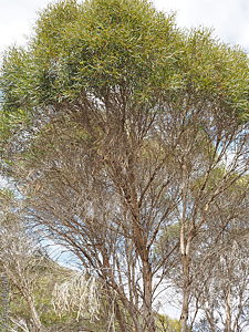 Eucalyptus cneorifolia pl Denzel Murfet KI
